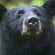 Illustration for article titled Study proves bears can count as well as primates